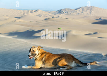 Dog on a sand dune near Huacachina, Peru with a dune buggy in the background Stock Photo