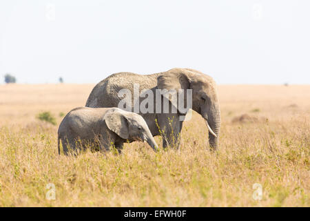Elephant mother with baby elephant in Africa Stock Photo