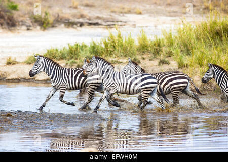 Zebras runs in the water Stock Photo