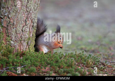 Red Squirrel on the ground next to a tree eating nuts Stock Photo