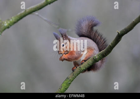 Red Squirrel eating nuts sat in a tree Stock Photo