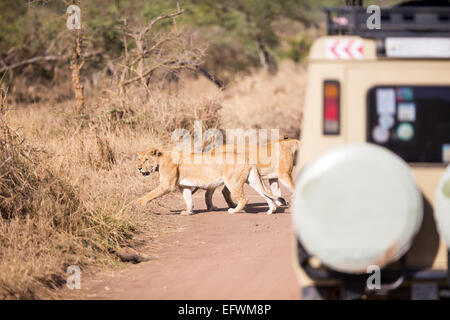 Wildlife safari tourists on game drive Stock Photo