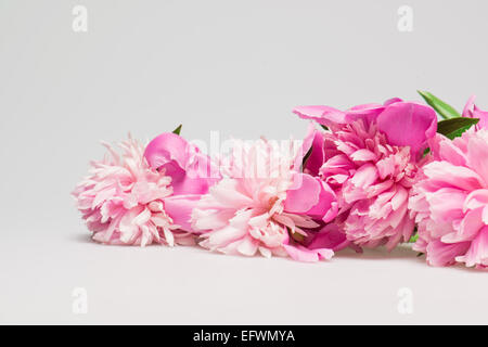 Pink and white peonies with copy space Stock Photo