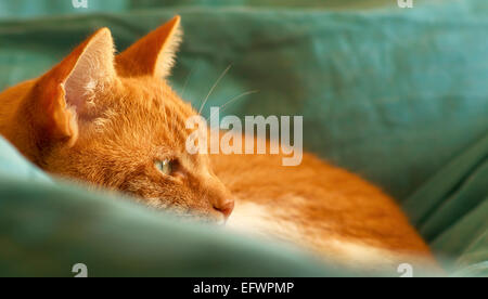 Close up of a cute ginger and white cat laying curled up on a duvet Stock Photo