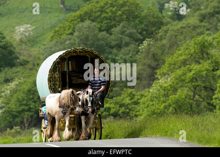 Horse drawn caravans heading towards the horse fair at Appleby in Westmorland along the A683 between Sedbergh and Kirkby Stephen Stock Photo