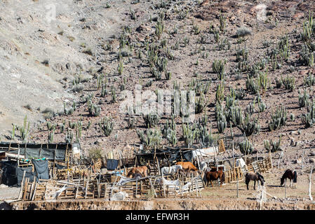 Horse stable in a dry desert landscape with cactus in the Elqui Valley in Chile Stock Photo