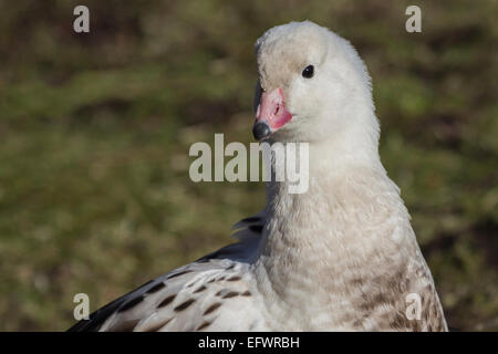 Close portrait of an Andean goose, Chloephaga melanoptera, showing neck and head against a natural background Stock Photo