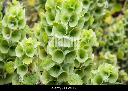 Bells-of-Ireland (Moluccella laevis) in the garden. Stock Photo