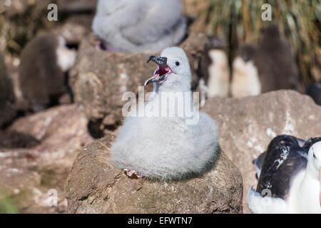 Black brow albatross chick (Thalassarche melanophris) on nest, West Point Island, Falklands Stock Photo