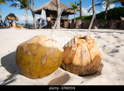 DOMINICAN REPUBLIC. Fresh coconut water drinks in the sand on Punta Cana beach. 2015. Stock Photo