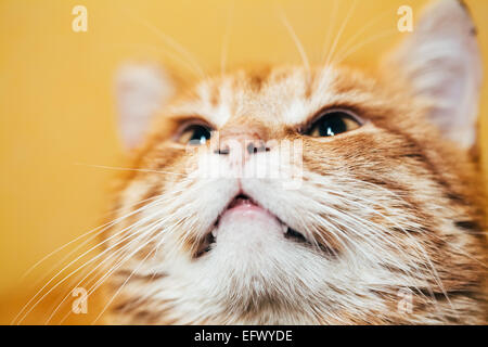 Close Up Head, Snout Of Peaceful Orange Red Tabby Cat Male Kitten Looking Up On Yellow Background Stock Photo