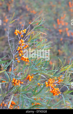 branch of a wild sea-buckthorn in autumn time Stock Photo