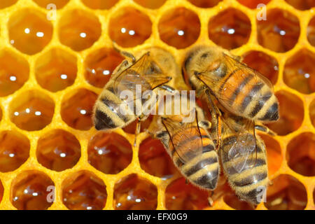 Close up view of the working bees on honey cells Stock Photo