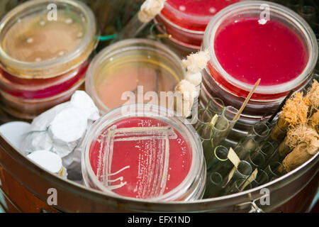 Test tubes and petri dishes with blood samples. DNA analysis concept ...