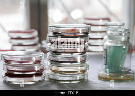 Stacks of Petri dishes with bacteria growing in them Stock Photo