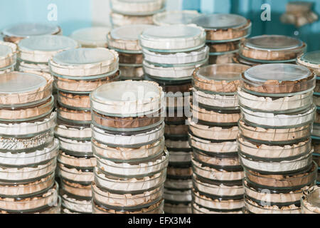 Stacks of Petri dishes with bacteria growing in them Stock Photo