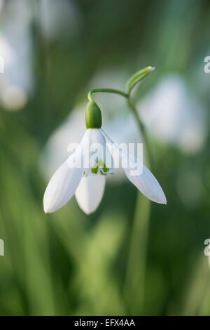 Galanthus Reginae Olgae Vernalis. Snowdrop Stock Photo