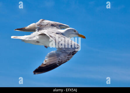 European Herring Gull (larus argentatus) flying overf the English Channel between Calais and Dover Stock Photo