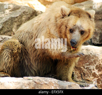 A brown bear is eating a red apple. Stock Photo