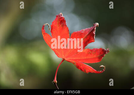 Last remaining red Maple leaf on branch in Autumn Stock Photo