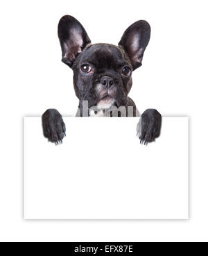 french bulldog dog keeps a sheet of paper Stock Photo