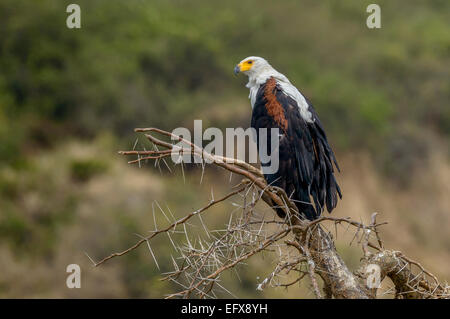 A Ugandan bird - African fish (sea) eagle (Haliaeetus vocifer) perched on an acacia tree. Stock Photo