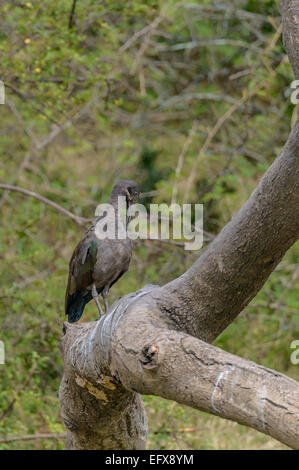 Ugandan wildlife - a hadada hadeda ibis (Bostrychia hagedash) perched on branch bough tree log. Vertical format with copyspace. Stock Photo