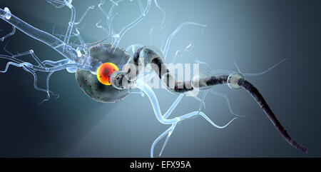 Nerve cells, concept for Neurologic Diseases, tumors and brain surgery. Stock Photo