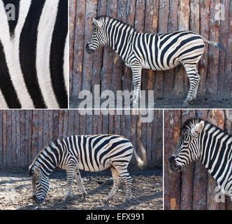 set of zebra images posing in nature Stock Photo