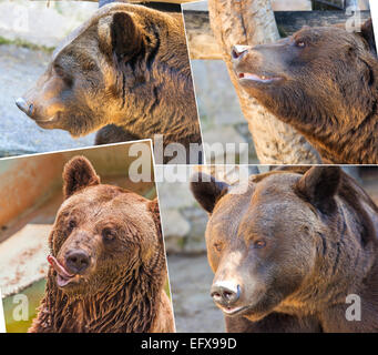 Male brown bear portrait black and white Stock Photo - Alamy