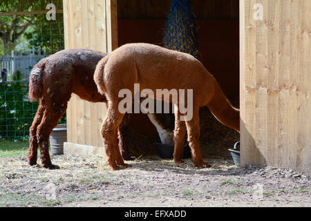 Alpacas eating from bowls in their enclosure Stock Photo