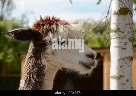 Alpaca portrait Stock Photo