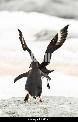 Gentoo penguin Pygoscelis papua, adult, chasing after South polar skua, Petermann Island, Antarctica in January. Stock Photo