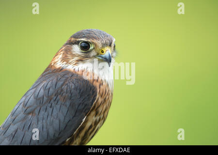 Merlin Falco columbarius (captive), immature male, portrait in grassland, Hawk Conservancy Trust, Hampshire, UK in April. Stock Photo