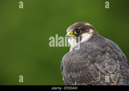 Peregrine falcon Falco peregrinus (captive), immature male, Hawk Conservancy Trust, Hampshire, UK in April. Stock Photo