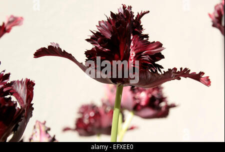 Black Parrot Tulip Stock Photo