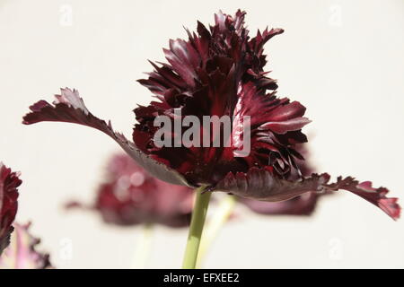 Black Parrot Tulip Stock Photo