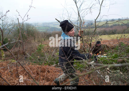 Carmarthenshire, Wales, UK. 11th February 2015. Rhys Thomas and Huw Mason tidy up brush and logs after hedging on a dry cloudy winter day in Carmarthenshire Wales.  Landowners notified by Carmarthenshire County Council are required to trim overhanging branches and trees by April 2015 to avoid heavy fines and are busy making roads navigable by trractors and large vehicles by this date.   Kathy deWitt/AlamyLiveNews Stock Photo