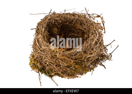 Real bird nest isolated on white background Stock Photo - Alamy