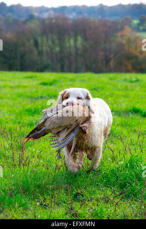Clumber spaniel gun dog retrieving pheasant from game shooting in Oxfordshire, England Stock Photo