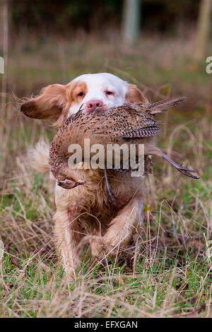 Clumber spaniel gun dog retrieving pheasant from game shooting in woodland, Oxfordshire, England Stock Photo