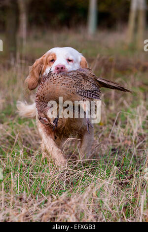 Clumber spaniel gun dog retrieving pheasant from game shooting in woodland, Oxfordshire, England Stock Photo