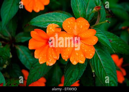 Orange New Guinea Impatiens Flowers Stock Photo