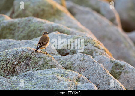 Wheatear Oenanthe oenanthe Single Backlit Cornwall; UK Stock Photo