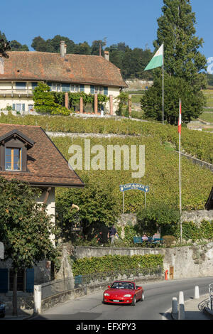 Epesses, Vineyards , Lavaux region, Lake Geneva, Swiss Alps,  Switzerland Stock Photo