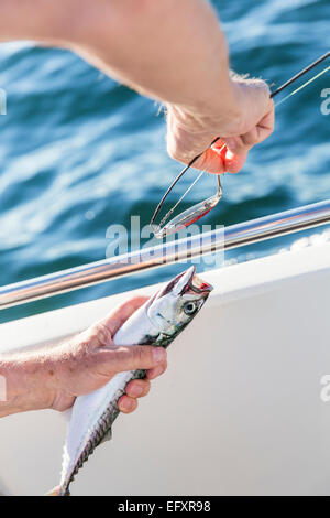 Removing lure from mackerel Stock Photo