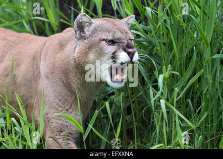 cougar-in-the-tall-grass-near-sandstone-minnesota-usa-stock-photo