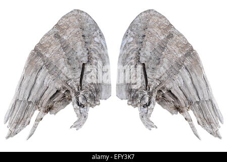 Angel wings, Natural black wing plumage isolated on white