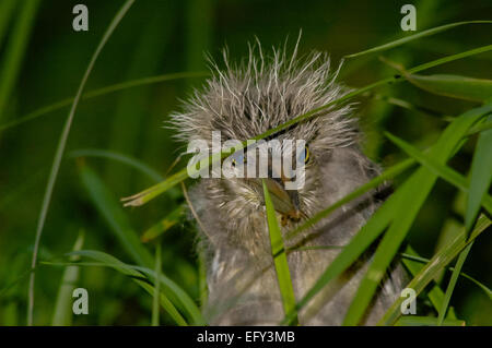 Black-crowned night heron (Nycticorax nycticorax), juvenile, spotted at Ancol Bird Park in Jakarta coastal area. Ancol Dreamland, Jakarta, Indonesia. Stock Photo