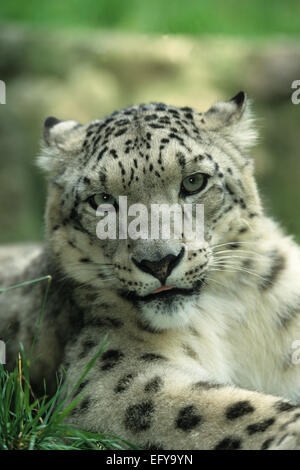 Snow Leopard or Irbis (uncia uncia) Stock Photo